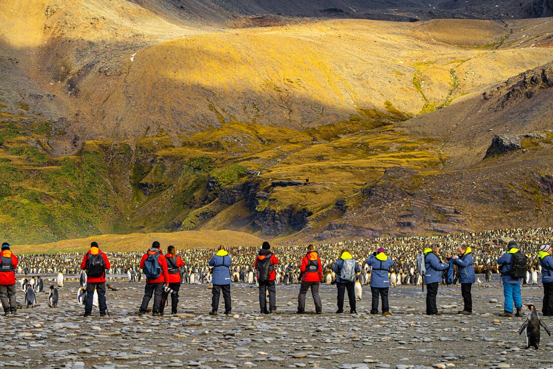 Intrepid travellers look out at a king penguin colony in South Georgia