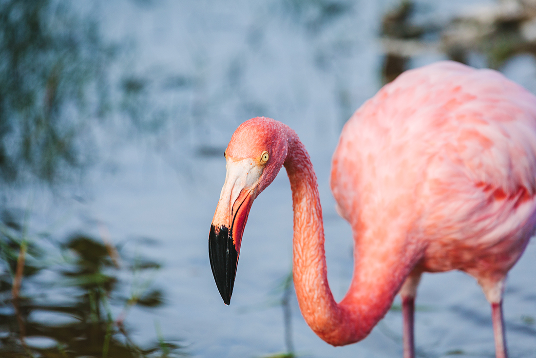 Flamingo, Isla Floreana, Galapagos Islands