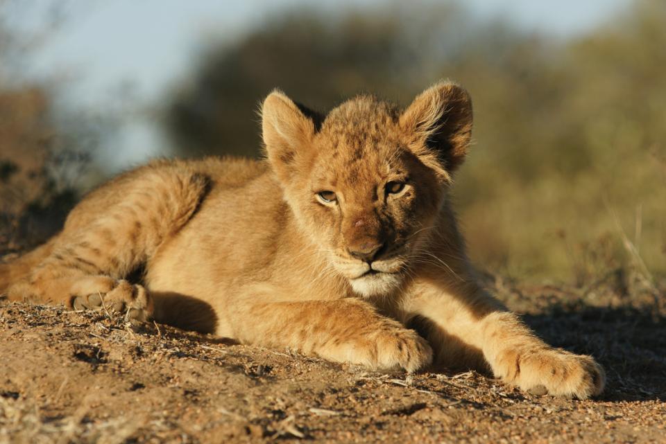 Intrepid Travel Zambia South Luangwa National Park lion cub