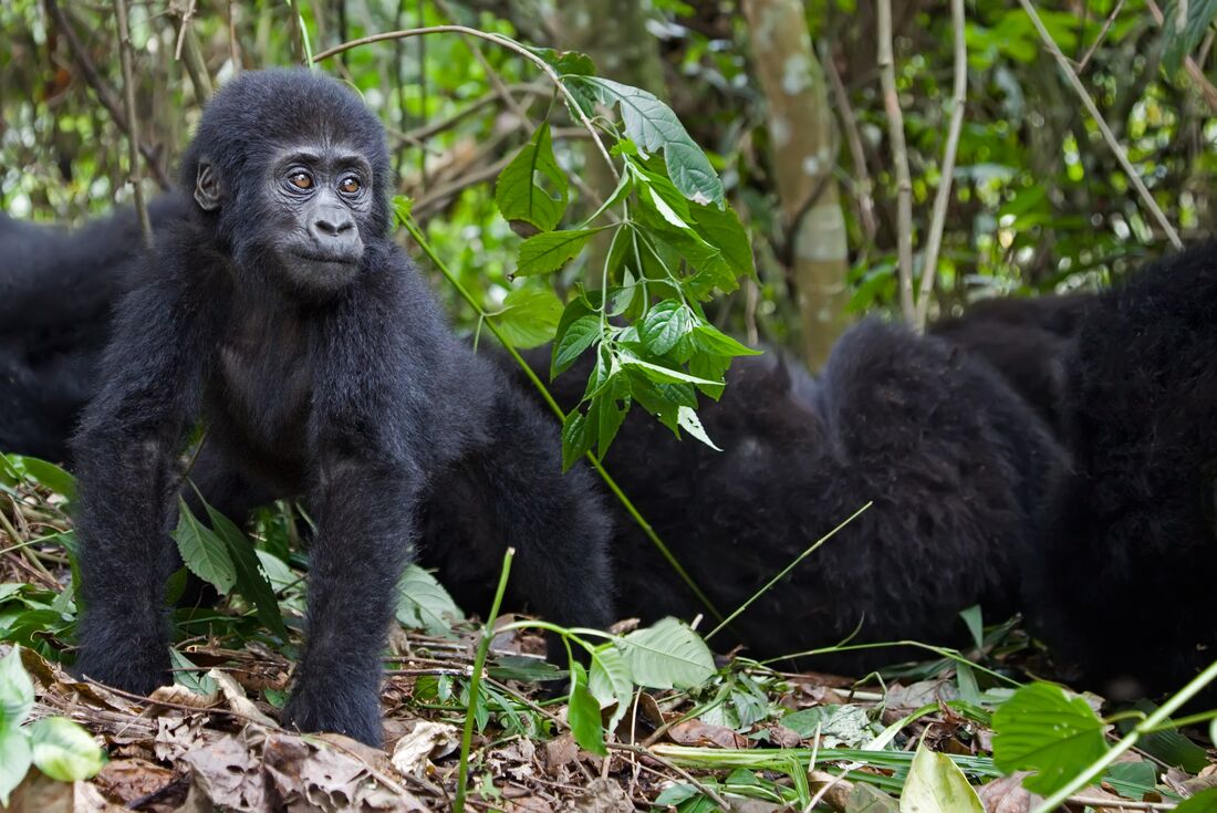 rwanda_gorilla_forest-young