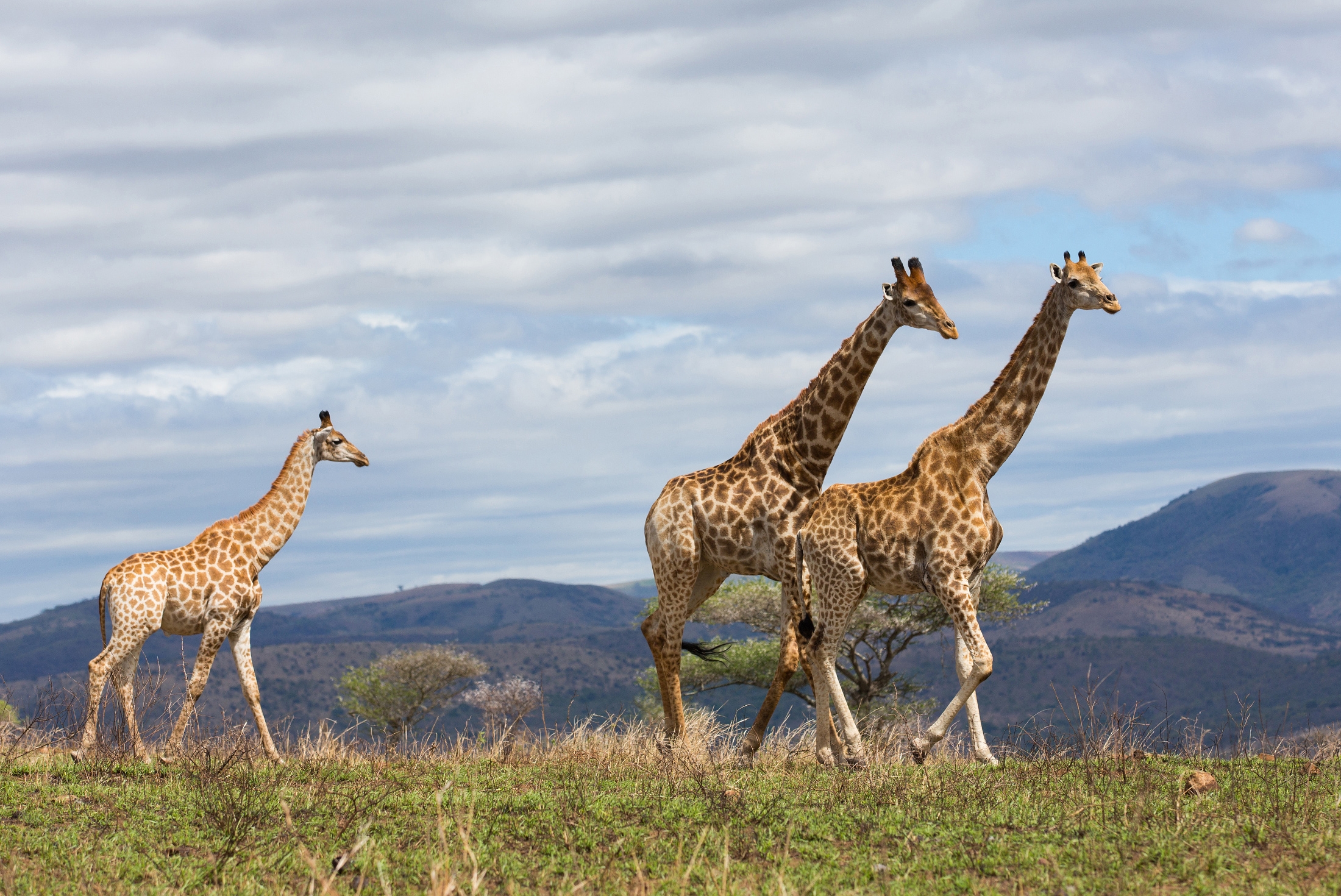 Giraffes, Serengeti National Park