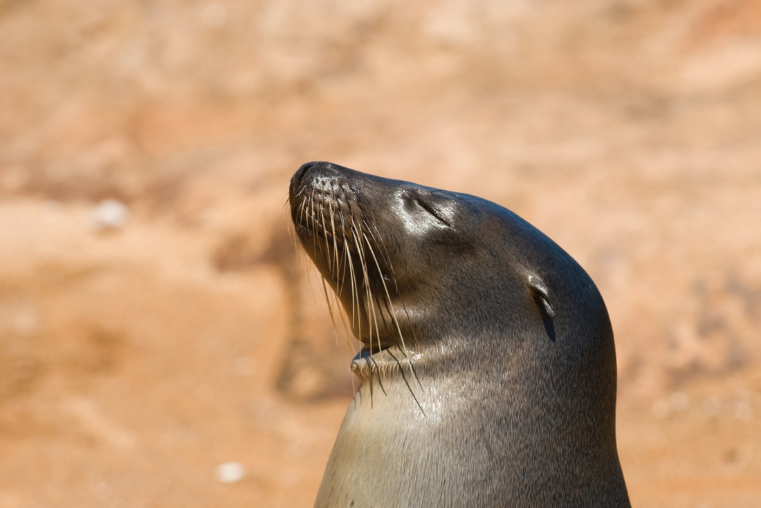Happy seal in the sun, Galapagos Islands, Ecuador