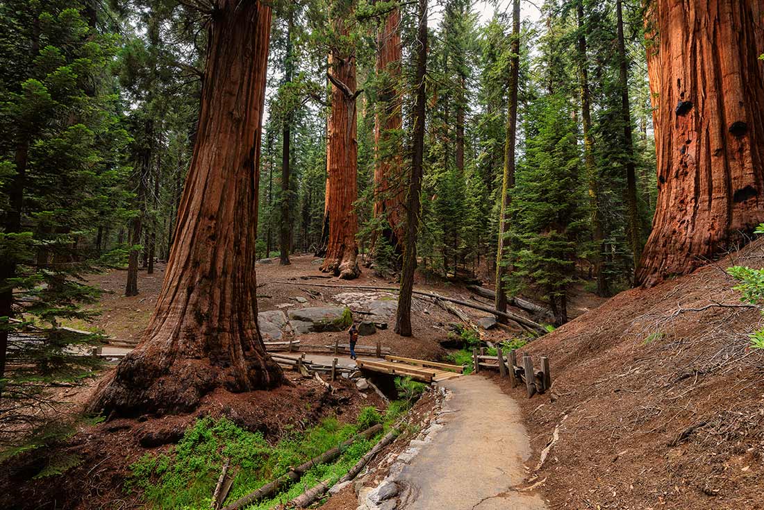 Giant sequoia trees found in Tuolumne Grove