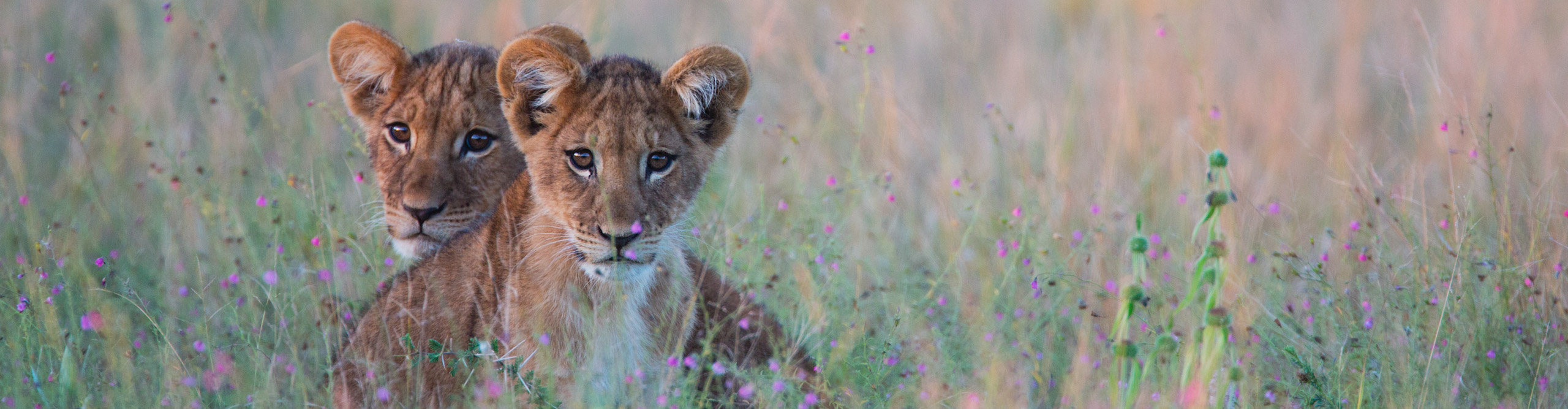 A pair of young lion cubs waiting for the return of their mother in grass, Botswana, Africa