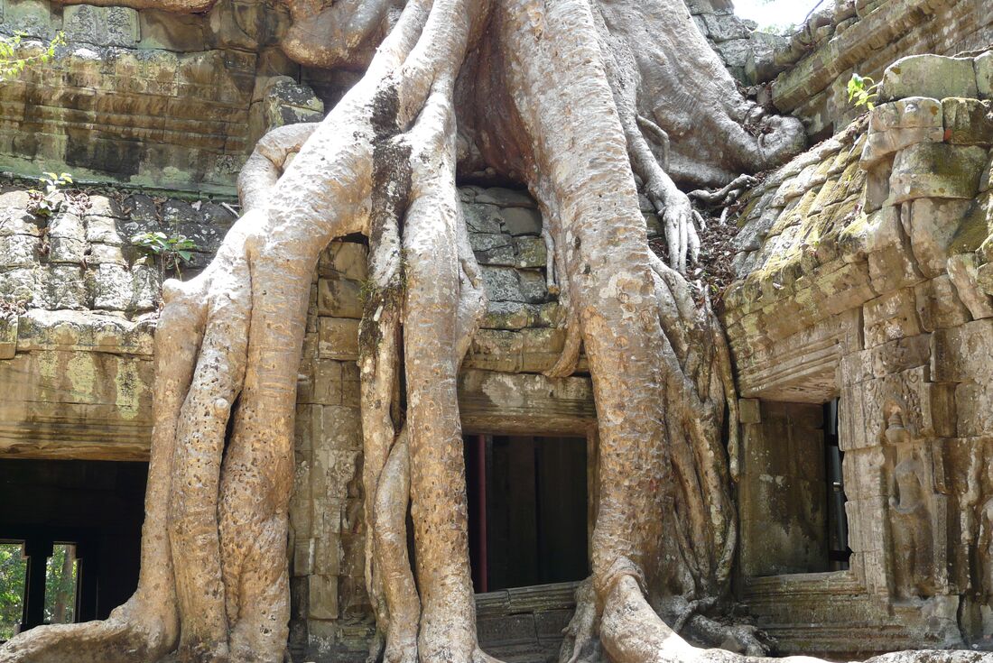 TKSE_cambodia_angkor-wat_tree-ancient-windows
