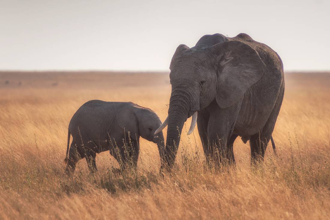 Africa elephants