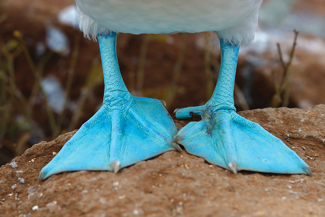 Blue footed booby feet, Galapagos Islands