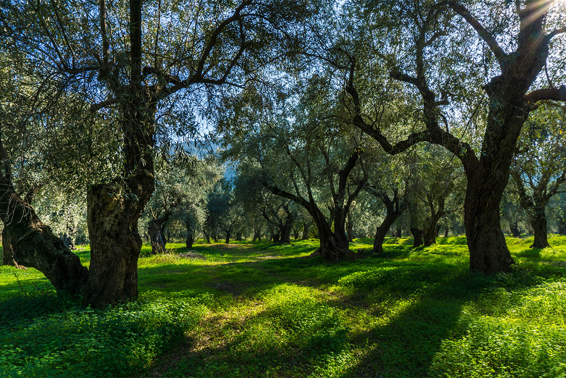 Some of the oldest olive groves on Earth and the largest contiual grove in Greece near Delphi