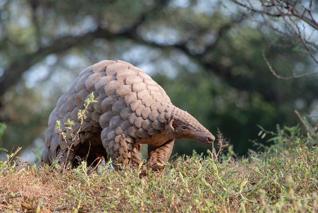 Indian pangolin or anteater (Manis crassicaudata) one of the most trafficked/smuggled wild animal for its scales and meat 