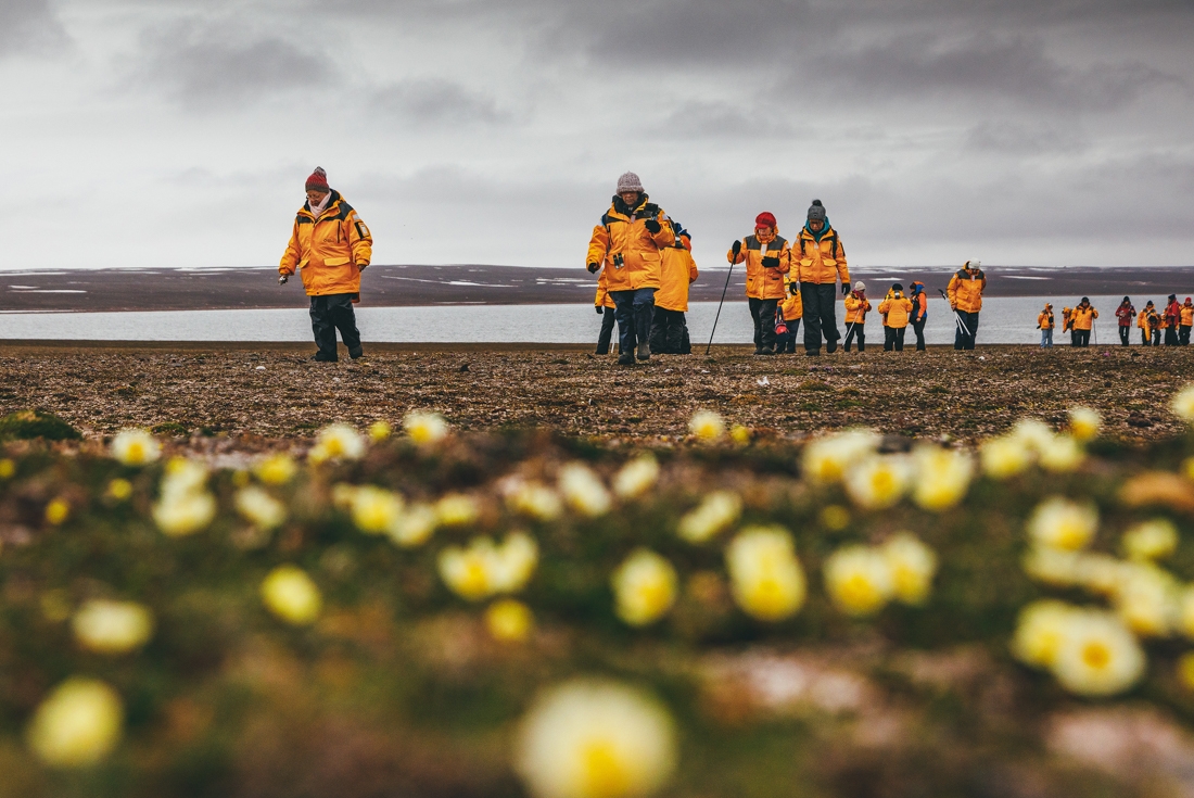Group of travellers go hiking on Spitsbergen, a group of tiny yellow flowers in the foreground