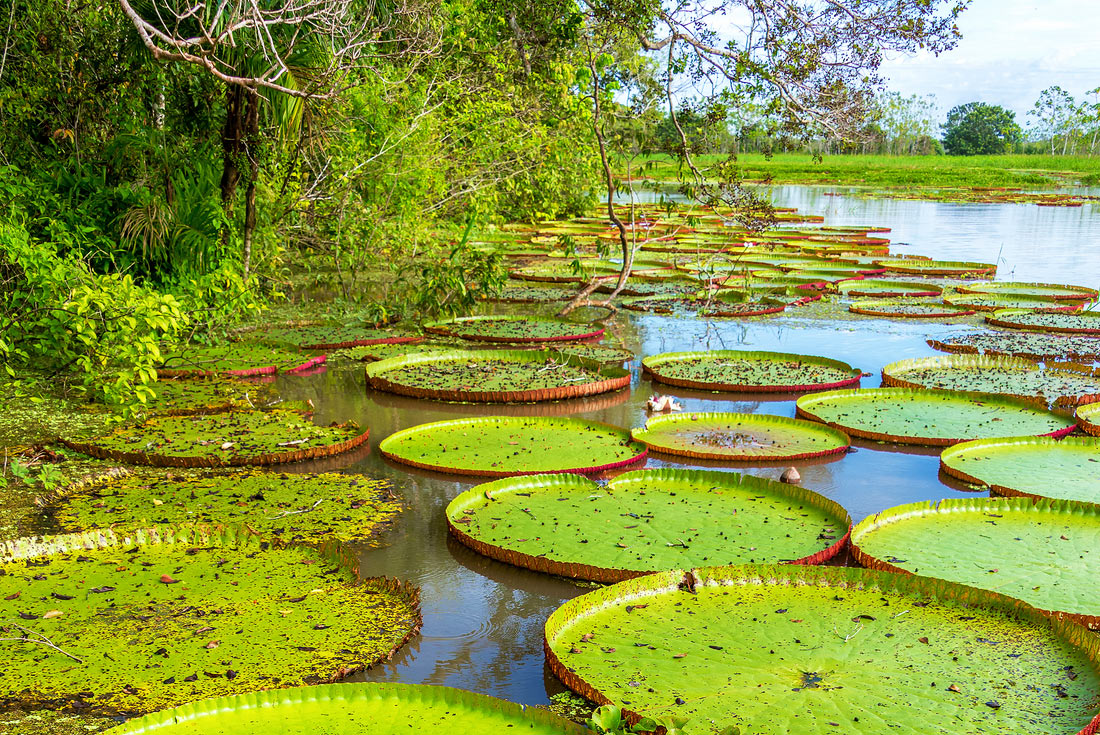 Giant lilypads in river, Amazon Jungle, Peru