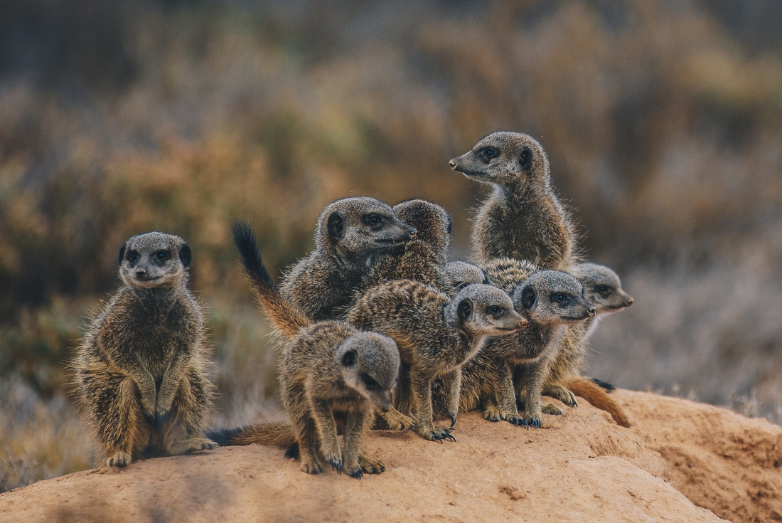 Meerkats in South Africa check the coast is clear before starting their day on the South African plains