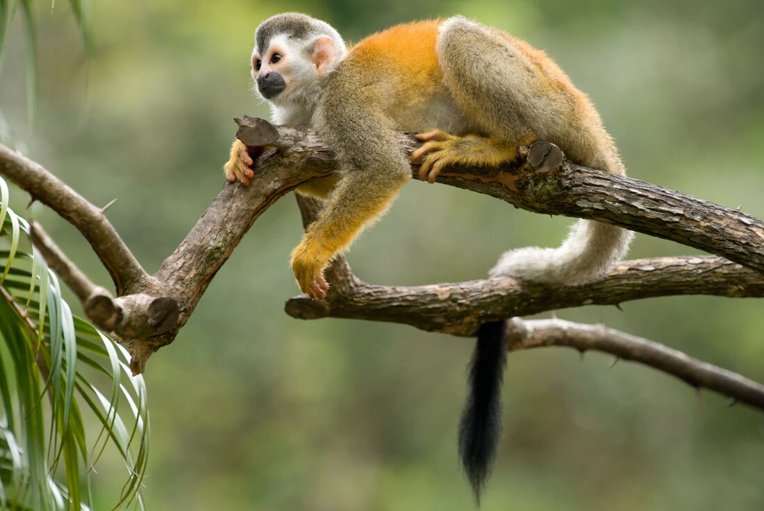 Baby squirrel monkey in costa rican jungle