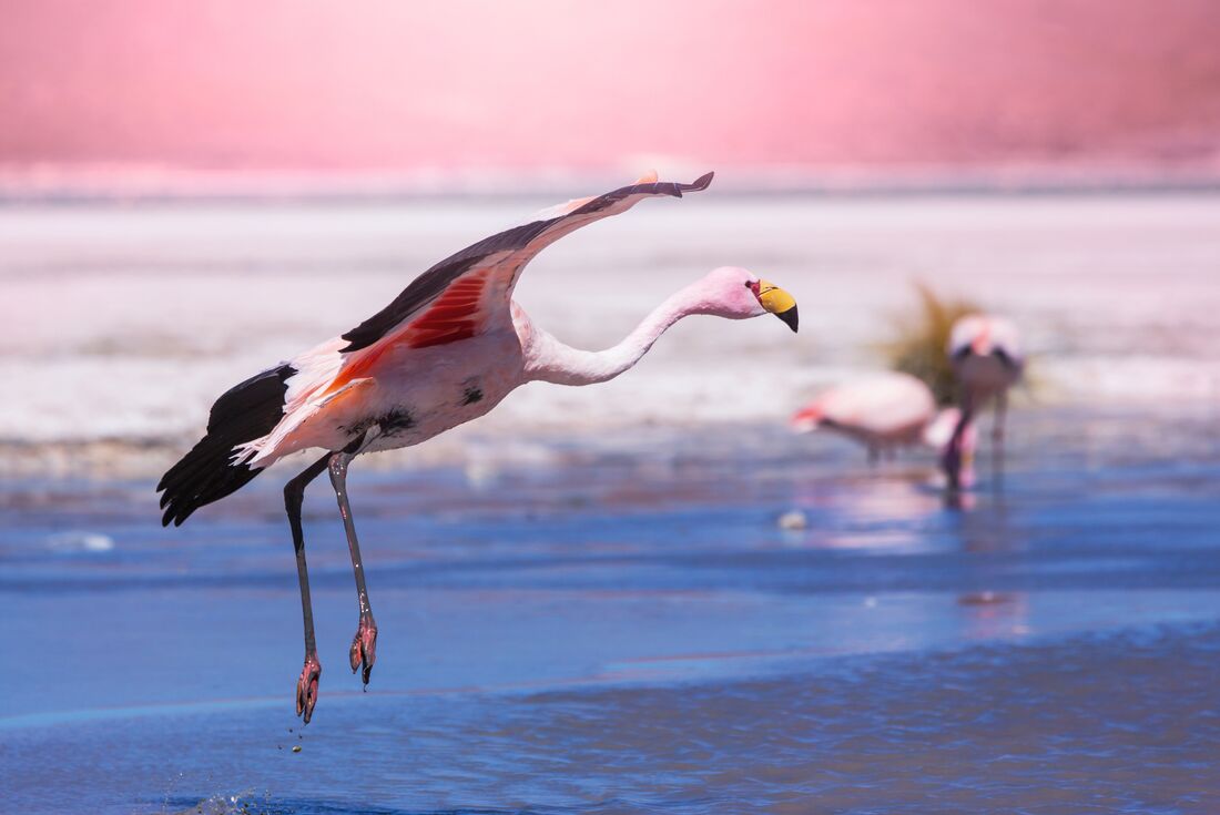 GGBJ_bolivia_salt-lake-flamingo