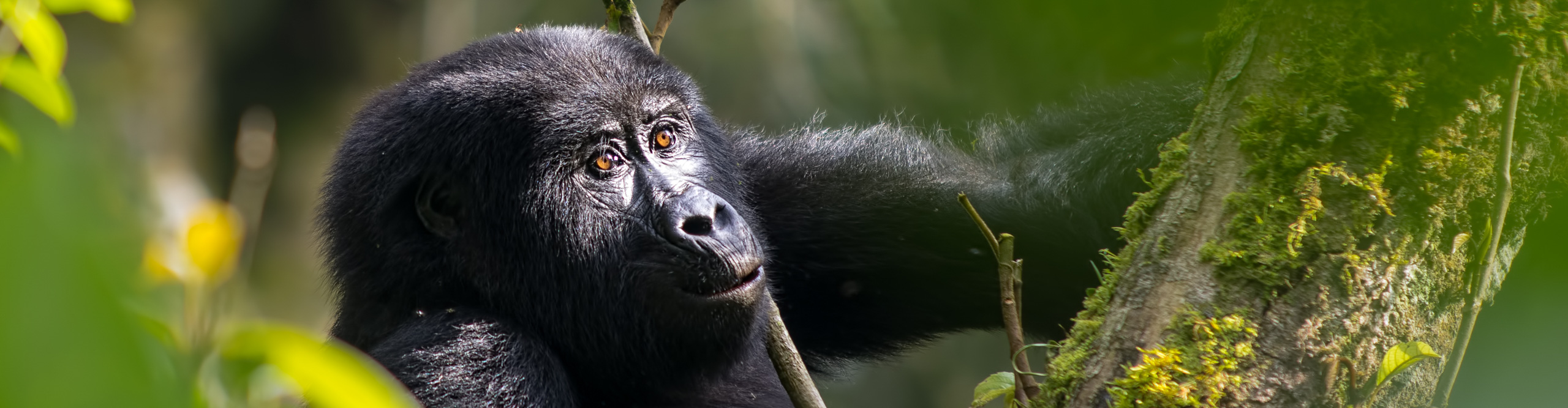 Mountain gorilla in a tree with sun on their face in the Bwindi forest, Nshongi, Uganda 