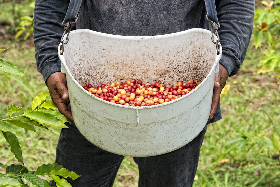 colombia coffee beans harvest