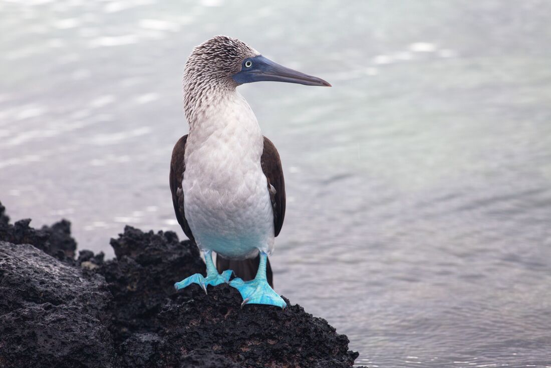 galapagos_blue-footed-boobies_looking-out-to-sea