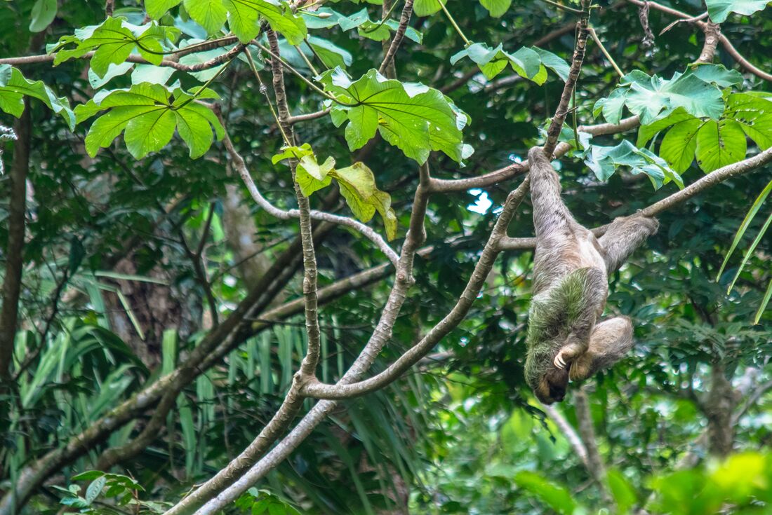 Sloth hangs in the jungle, Manuel Antonio National Park