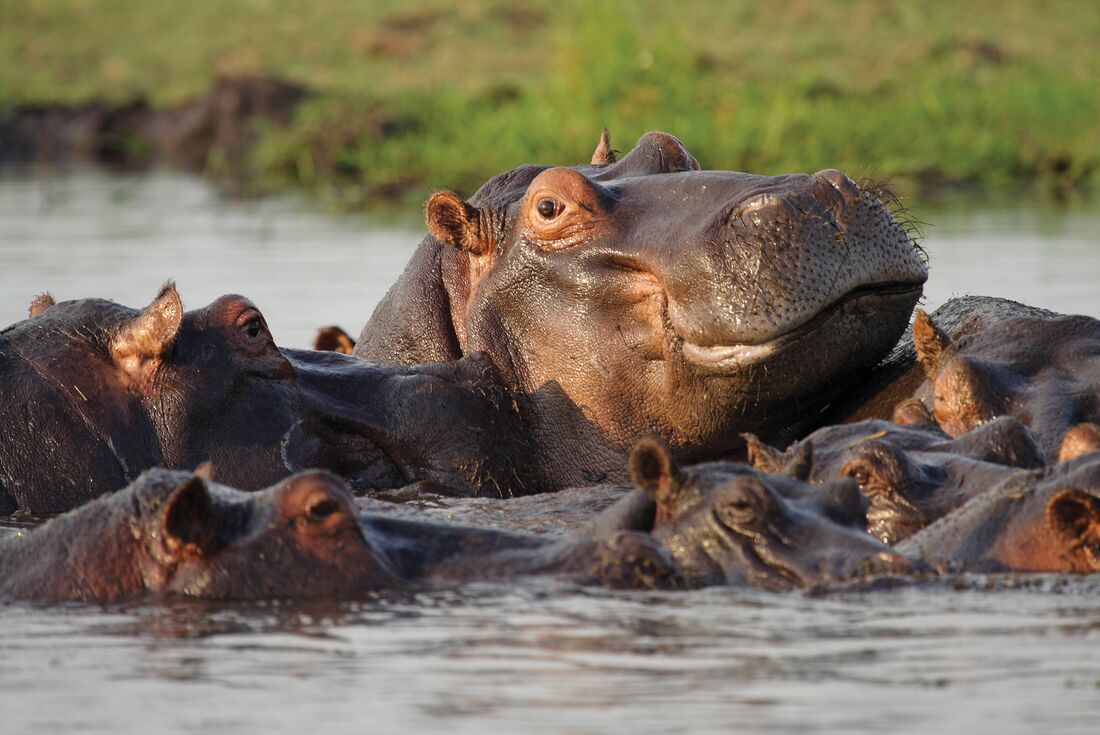 Hippos swimming in Chobe river, Botswana