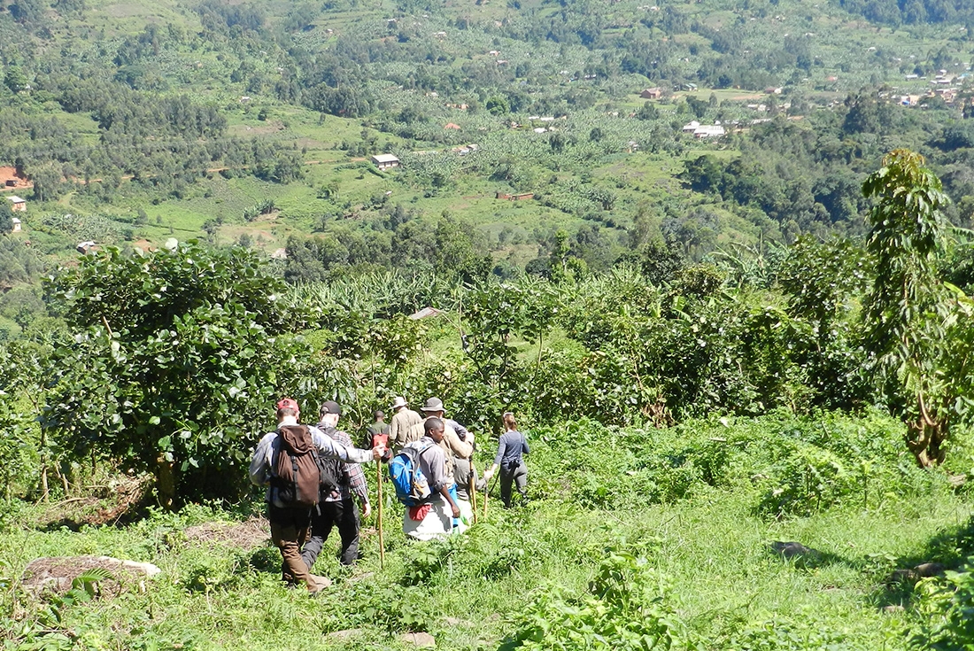 Group of travellers on a gorilla trek through forests in Uganda on an Intrepid Travel trip