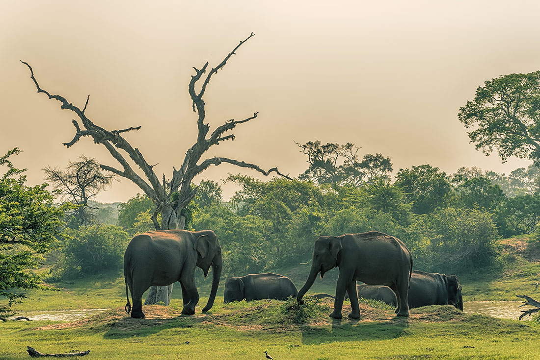 Elephants at a waterhole in Yala National Park in Sri Lanka