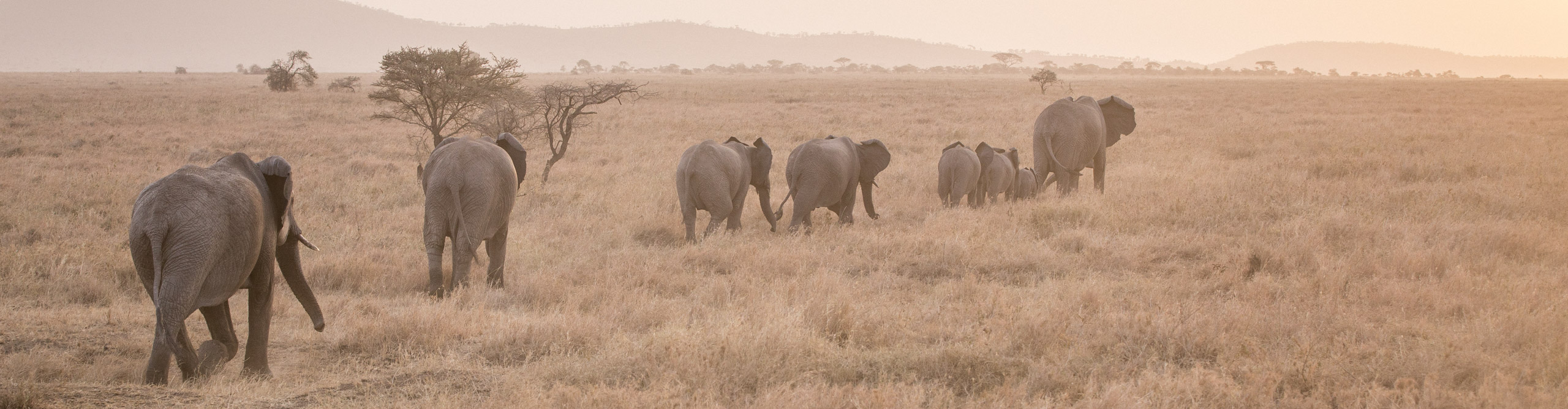 Elephant herd with 3 young calves walking across the Serengeti on a dusty day