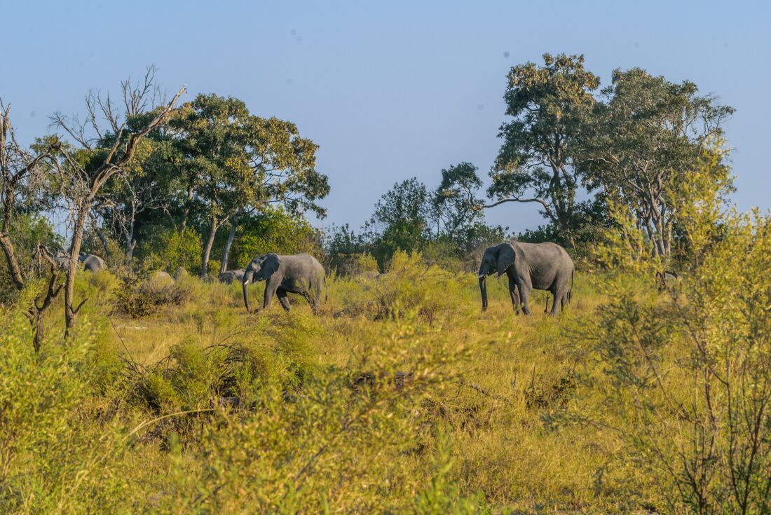 Botswana-Okavango-Botswana