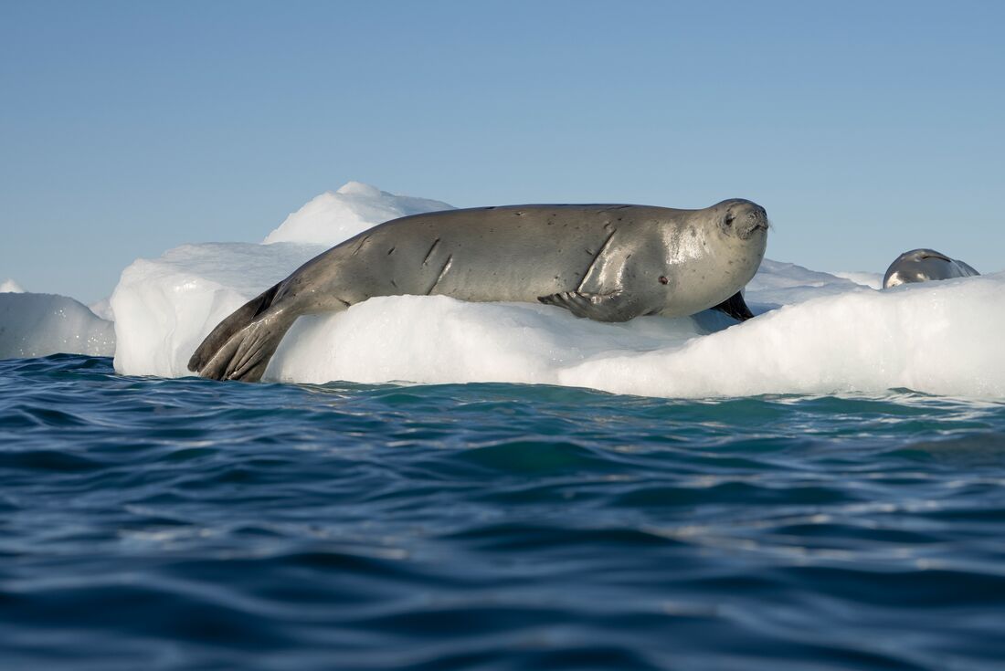 Elephant seal off South Georgia in Antarctica