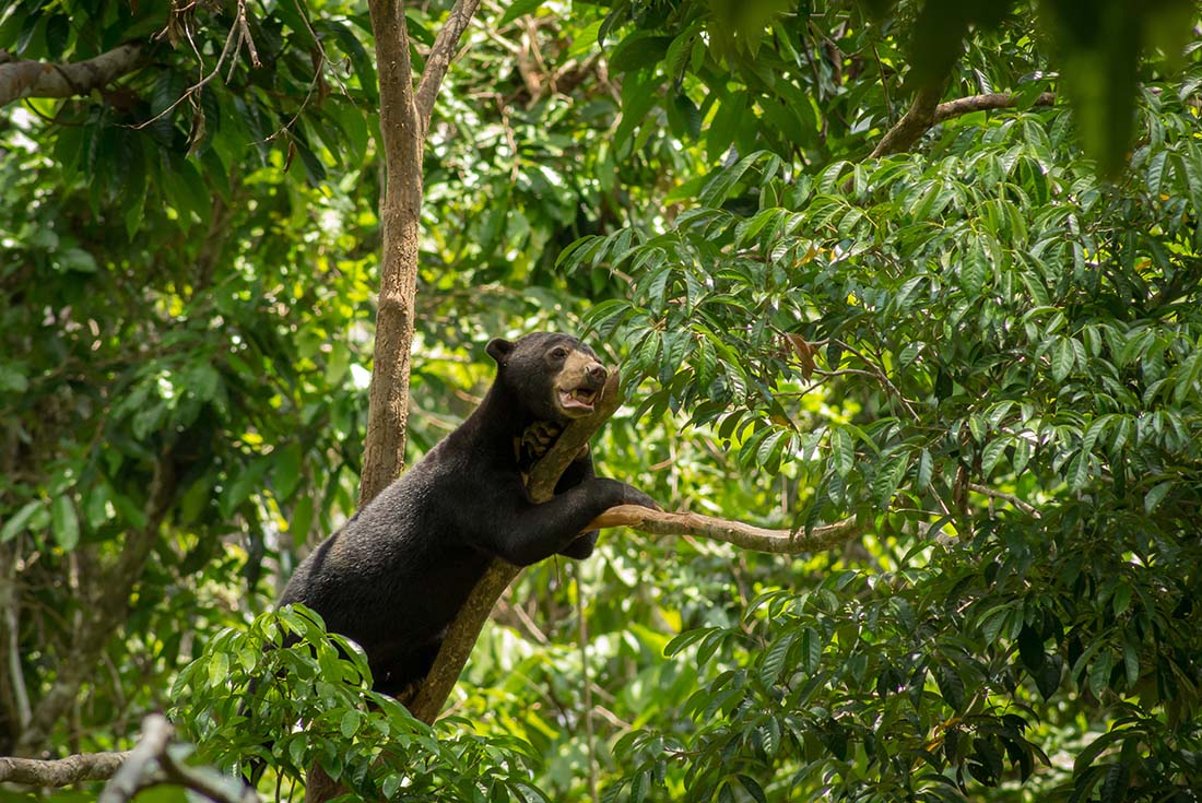 sun bear in the forests of Sabah Borneo