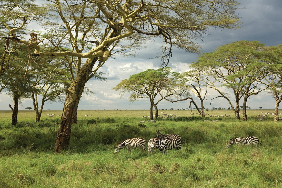 Zebras in green lush landscape of the Serengeti National Park, Tanzania