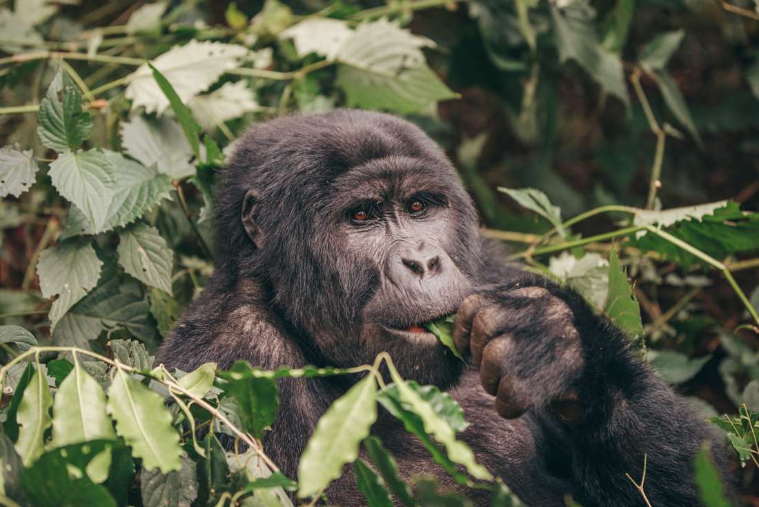 Uganda Biwindi Gorilla