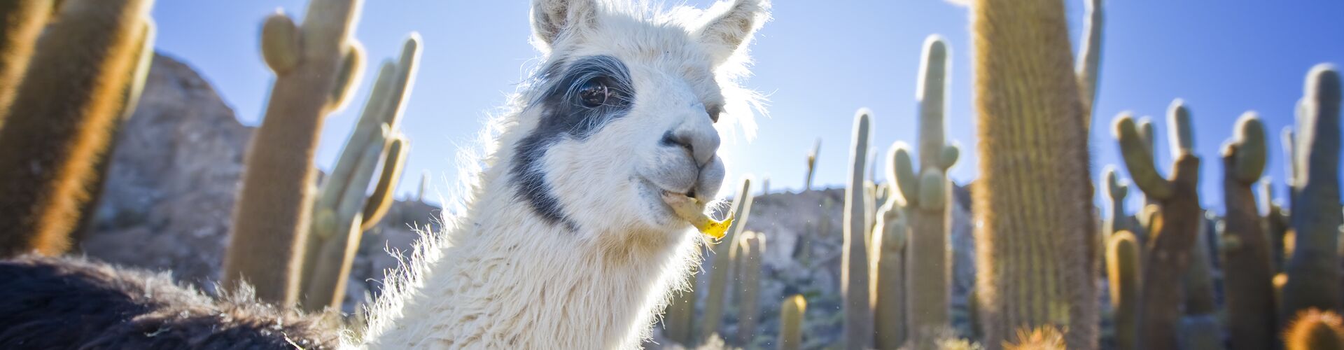 A Bolivian llama among the cactus in South America