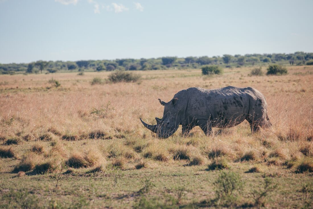 Spot white rhinos in the Khama Rhino Sanctuary
