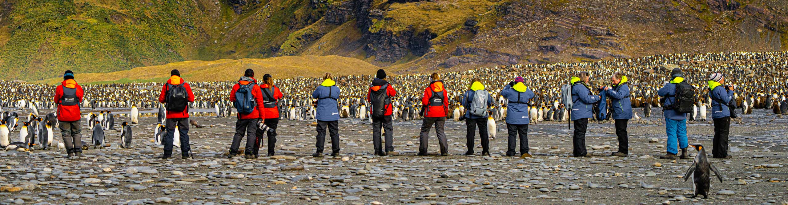 Group photographing a huge colony of penguins on the Falkland Islands, of the coast of Argentina