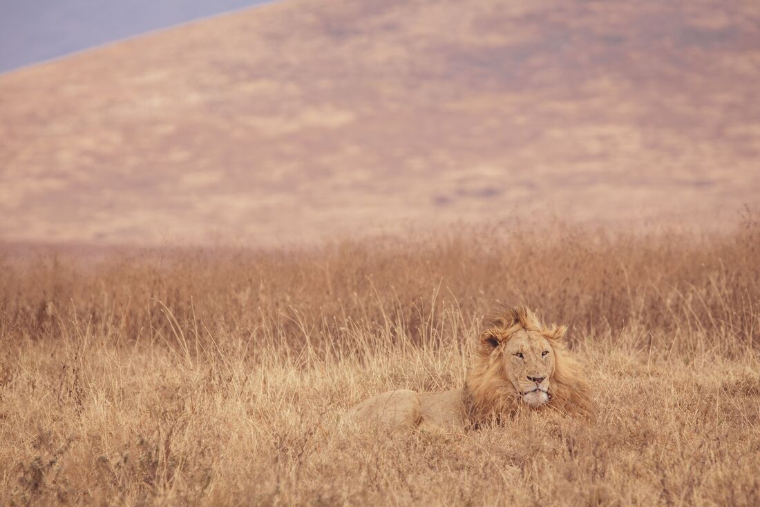 Lion rests in the grass in the Serengeti 