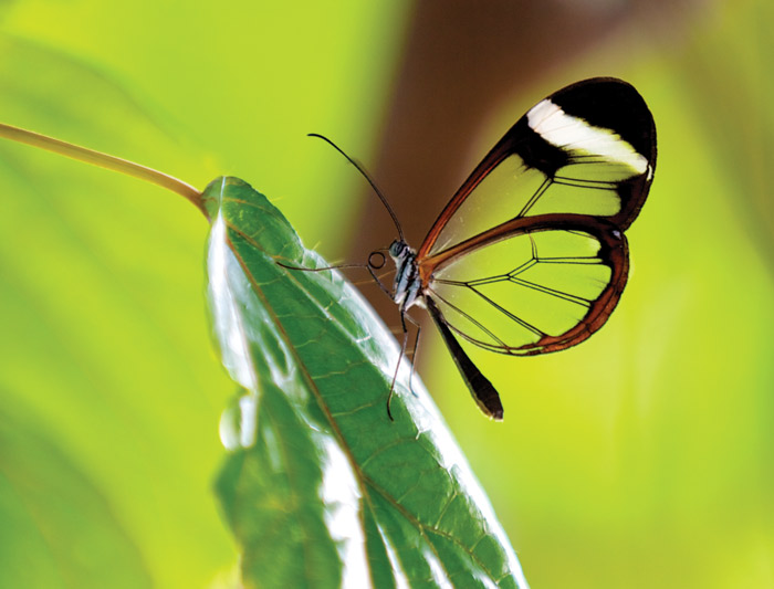 Butterfly in Amazon Jungle, Ecuador