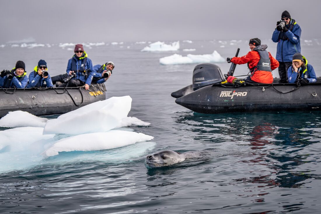 Intrepid travellers take photos from zodiacs as a leopard seal passes in Antarctica