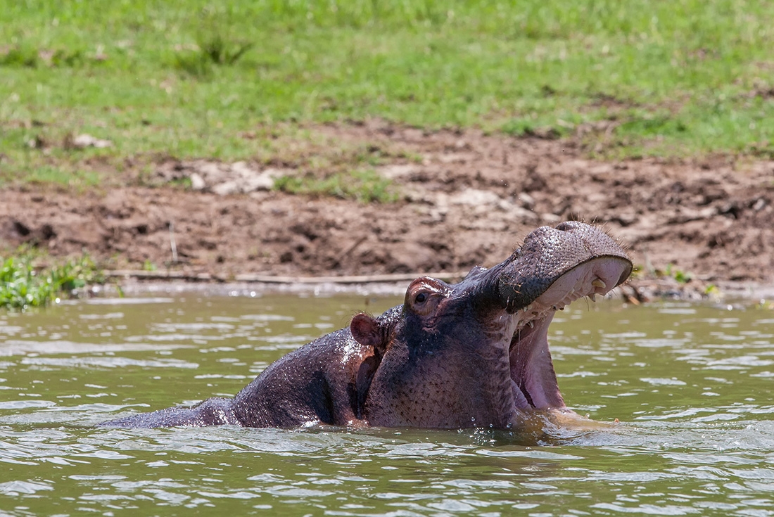 Hippopotamus in the water in Queen Elizabeth National Park, Uganda