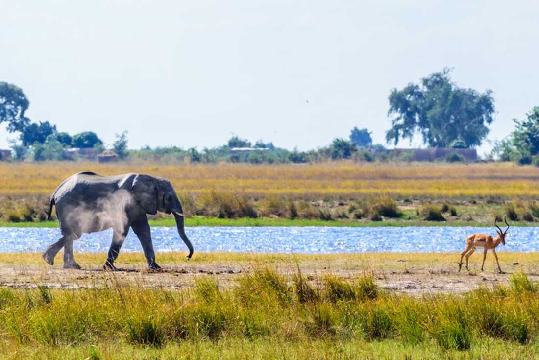 Elephant wanders through Chobe National Park 