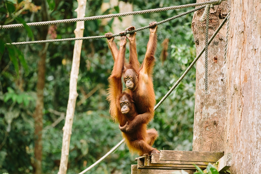 Two orangutans in the Orangutan Centre