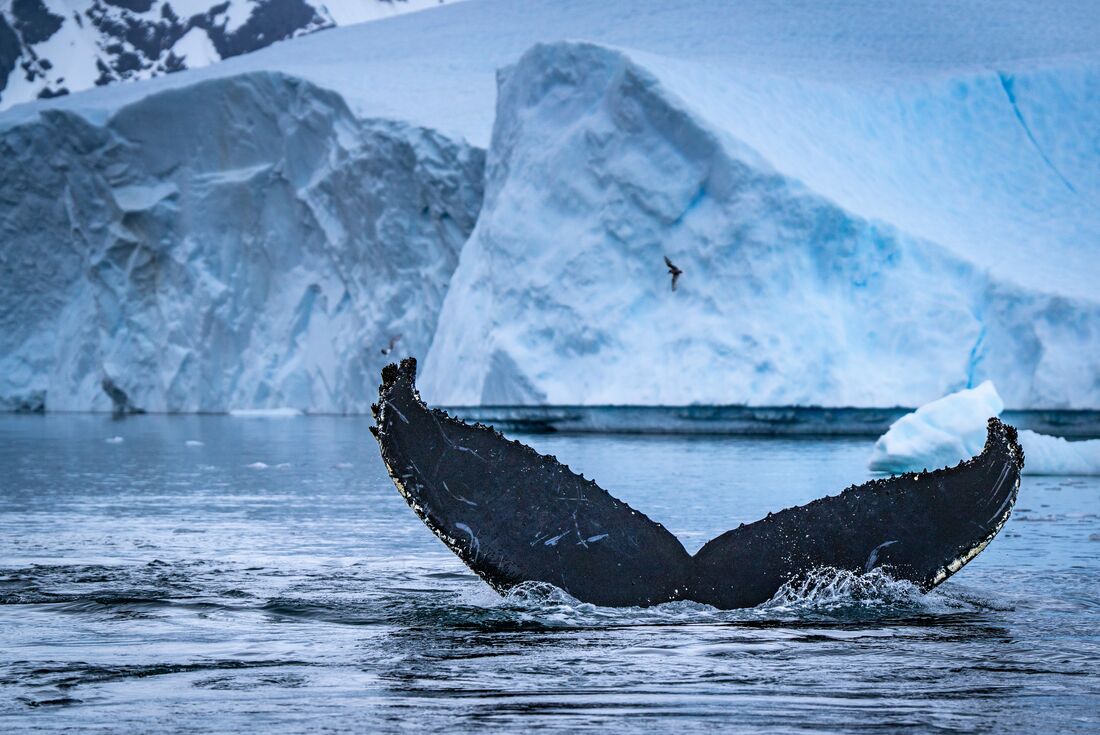 Humpback whale's tail sticking out of the water with Giant petrel in the distance in Antarctica