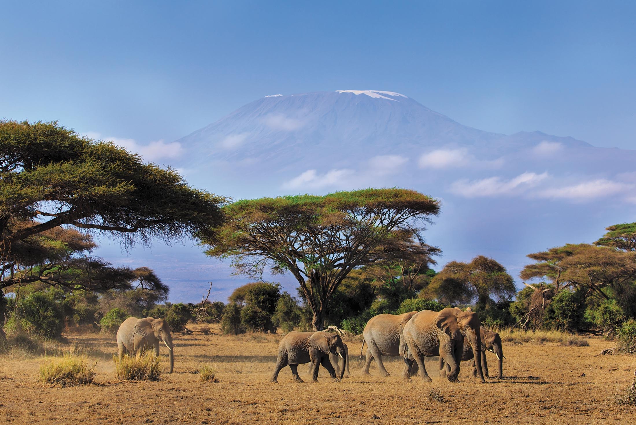 Elephants in the Savanna, Kilimanjaro in the background, Kenya 