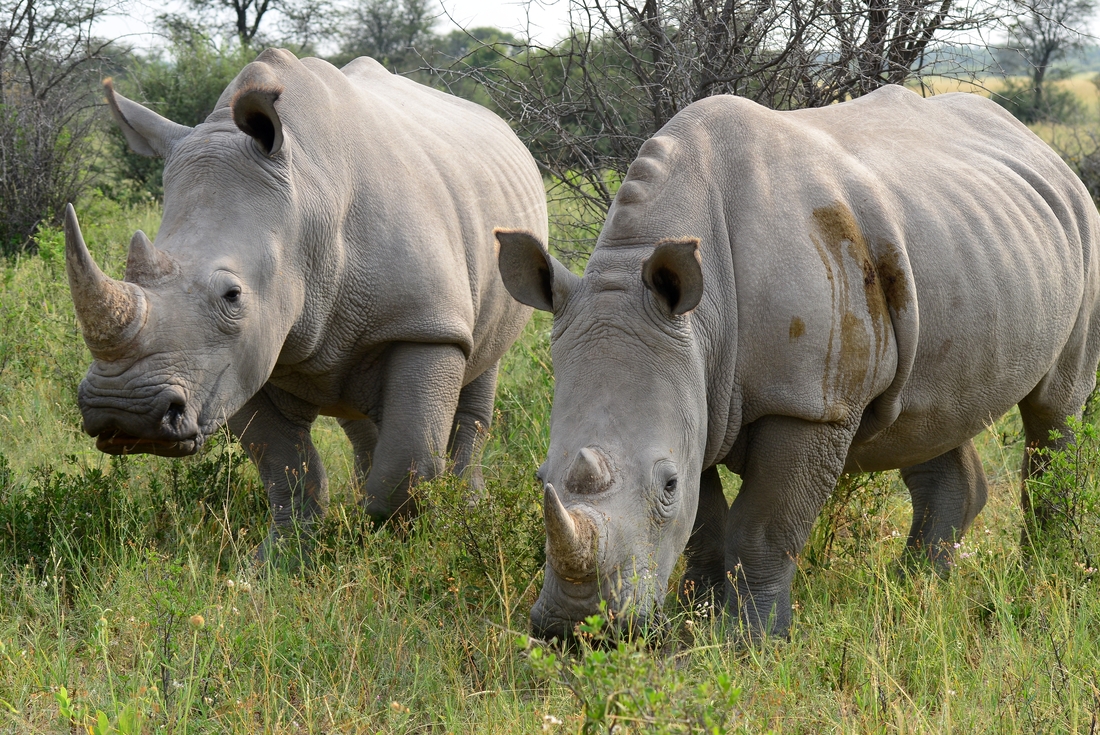 Two rhinos in Khama Rhino Sanctuary, Botswana
