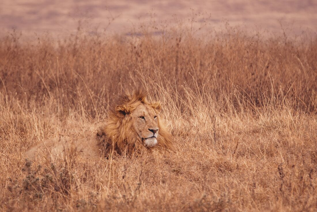 Male lion Serengeti