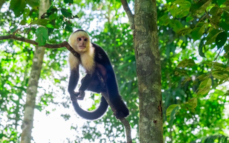 Costa Rica Manuel Antonio sloth