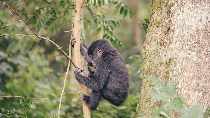 A baby gorilla in a tree