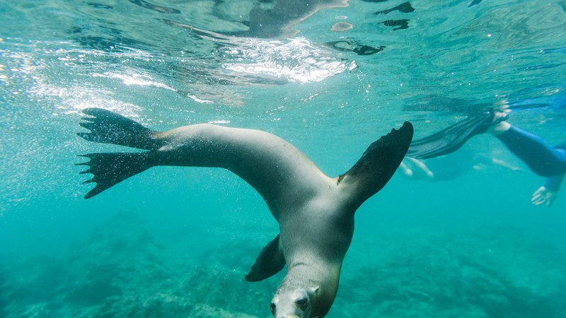 Swimming with seals in the Galapagos