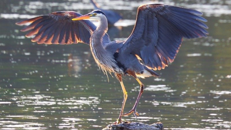 Great Blue Heron in Canada