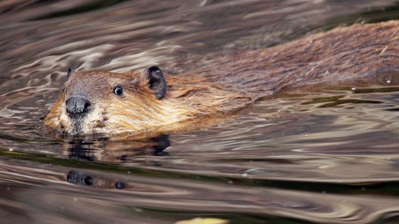 Beaver swimming across a dam