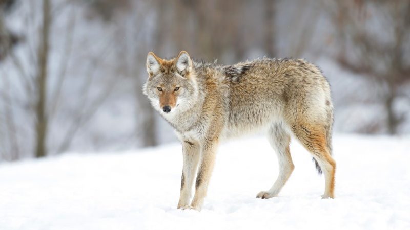 Coyote in the snow in Canada